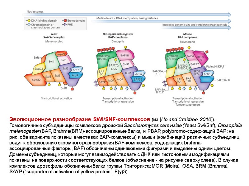 Эволюционное разнообразие SWI/SNF-комплексов (из [Ho and Crabtree, 2010]). Гомологичные субъединицы комплексов дрожжей Saccharomyces cerevisiae